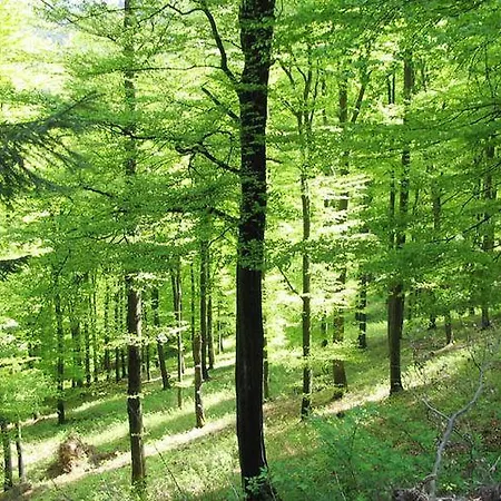Ferienwohnung Willingen